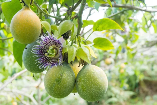 Maypop Passion Flower Plant - 2-4 in Plug - Edible Fruit Vine