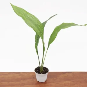 Milky Way Aspidistra Elatior Plant - 2 Inch Potted Indoor Air Purifier