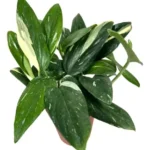 Monstera Standleyana Variegated Plant 4 inch Rare Tropical Houseplant