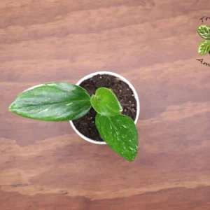 Monstera Standleyana Variegated Plant 4 inch Rare Tropical Houseplant