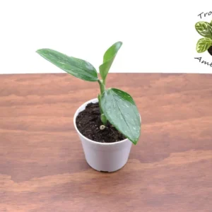 Monstera Standleyana Variegated Plant 4 inch Rare Tropical Houseplant