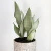 Moonshine Sansevieria Plant - 2.5 inch Potted Snake Plant