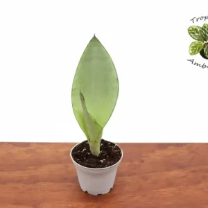 Moonshine Sansevieria Plant - 2.5 inch Potted Snake Plant