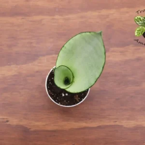 Moonshine Sansevieria Plant - 2.5 inch Potted Snake Plant