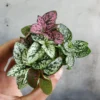 Multicolor Polka Dot Plant 4 inch - Unique Houseplant