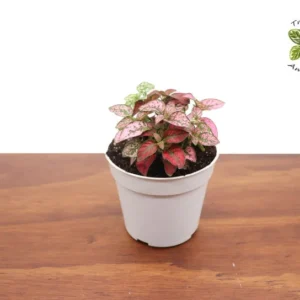 Multicolor Polka Dot Plant 4 inch - Unique Houseplant