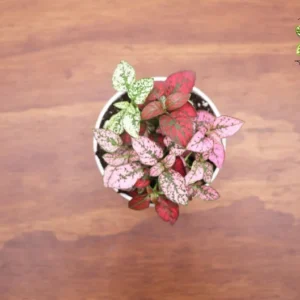 Multicolor Polka Dot Plant 4 inch - Unique Houseplant