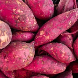 Murasaki Sweet Potato Slips - 10 Japanese Non GMO Plants