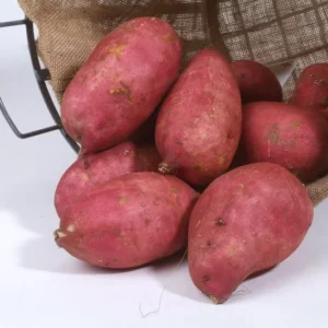 Murasaki Sweet Potato Slips - 10 Japanese Non GMO Plants