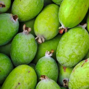 Guava Tree Live Plant - Pineapple Guava Tree - 4 to 6 Inch Tall - Tropical Fruit Tree for Garden