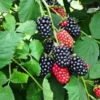 Navaho Thornless Blackberry Plants - 2 Live Bushes for Planting - Garden Ready