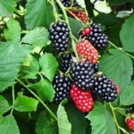 Navaho Thornless Blackberry Plants - 2 Live Bushes for Planting - Garden Ready