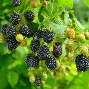 Navaho Thornless Blackberry Plants - 2 Live Bushes for Planting - Garden Ready