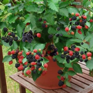 Navaho Thornless Blackberry Plants - 2 Live Bushes for Planting - Garden Ready