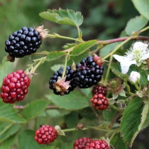 Navaho Thornless Blackberry Plants - 2 Live Bushes for Planting - Garden Ready