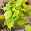 Neon Pothos Plant 6 inch Pot - Vibrant Indoor Houseplant