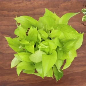 Neon Pothos Plant 6 inch Pot - Vibrant Indoor Houseplant