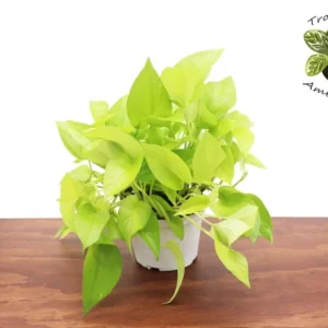 Neon Pothos Plant 6 inch Pot - Vibrant Indoor Houseplant