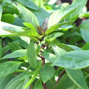 Thai Basil Plants - 2 Live Herb Plants - Culinary Basil - Indoor/Outdoor