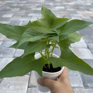 Okinawa Sweet Potato Plants - 5 Live Starter Plants - Purple Sweet Potato Vine