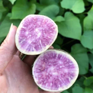 Okinawa Sweet Potato Plants - 5 Live Starter Plants - Purple Sweet Potato Vine