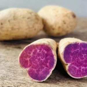 Okinawa Sweet Potato Plants - 5 Live Starter Plants - Purple Sweet Potato Vine