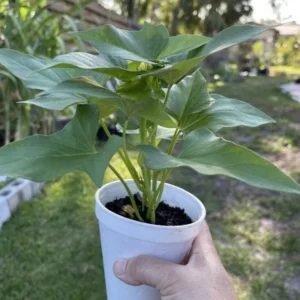 Okinawa Sweet Potato Plants - 5 Live Starter Plants - Purple Sweet Potato Vine