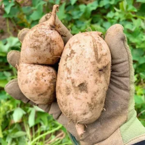 Okinawa Sweet Potato Plants - 5 Live Starter Plants - Purple Sweet Potato Vine