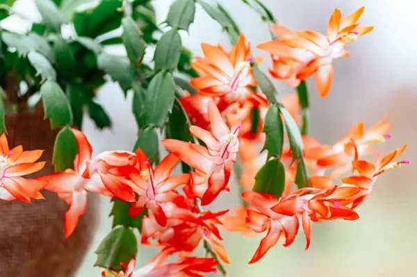 Orange Christmas Cactus Plant - 4 Inch Potted Holiday Cactus
