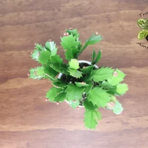 Orange Christmas Cactus Plant - 4 Inch Potted Holiday Cactus