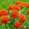 Orange Milkweed Plants - Live Garden Plants 4-7 Inches - Flowering Milkweed