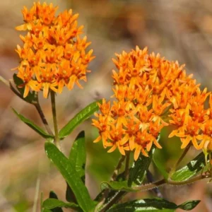 Orange Milkweed Plants - Live Garden Plants 4-7 Inches - Flowering Milkweed