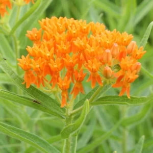 Orange Milkweed Plants - Live Garden Plants 4-7 Inches - Flowering Milkweed