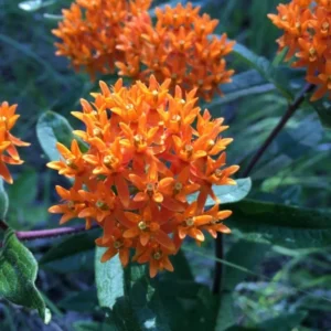 Orange Milkweed Plants - Live Garden Plants 4-7 Inches - Flowering Milkweed