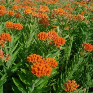 Orange Milkweed Plants - Live Garden Plants 4-7 Inches - Flowering Milkweed