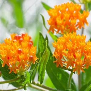 Orange Milkweed Plants - Live Garden Plants 4-7 Inches - Flowering Milkweed