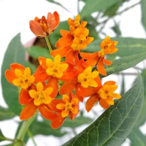 Orange Milkweed Plants - Live Garden Plants 4-7 Inches - Flowering Milkweed