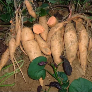 Orange Sweet Potato Slips - 10 Sweet Potato Vine Cuttings for Planting