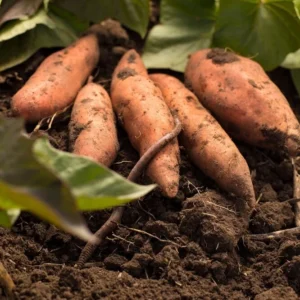 Orange Sweet Potato Slips - 10 Sweet Potato Vine Cuttings for Planting