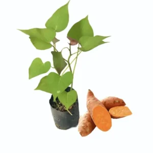 Orange Sweet Potato Slips - 10 Sweet Potato Vine Cuttings for Planting