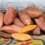 Orleans Sweet Potato Slips - 10 Non GMO Plants for Gardening