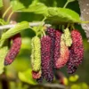 Pakistan Mulberry Tree Starter Plant - 6-8 Inches - Live Sweet Mulberry - Outdoor Fruit Tree