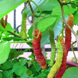 Pakistan Mulberry Tree Starter Plant - 6-8 Inches - Live Sweet Mulberry - Outdoor Fruit Tree