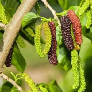 Pakistan Mulberry Tree Starter Plant - 6-8 Inches - Live Sweet Mulberry - Outdoor Fruit Tree
