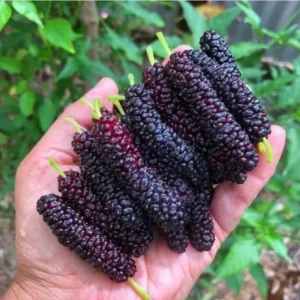 Pakistan Mulberry Tree Starter Plant - 6-8 Inches - Live Sweet Mulberry - Outdoor Fruit Tree