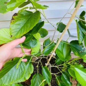 Pakistan Mulberry Tree Starter Plant - 6-8 Inches - Live Sweet Mulberry - Outdoor Fruit Tree