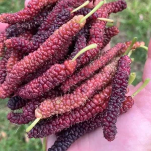 Pakistan Mulberry Tree Starter Plant - 6-8 Inches - Live Sweet Mulberry - Outdoor Fruit Tree