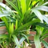 Pandan Leaves Plant Herb - Live Pandan Plant Indoor - 5 to 9 Inch Tall