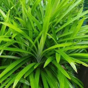 Pandan Leaves Plant Herb - Live Pandan Plant Indoor - 5 to 9 Inch Tall