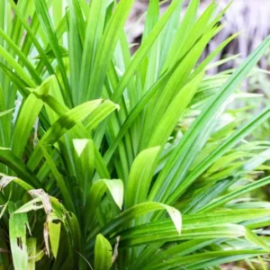 Pandan Leaves Plant Herb - Live Pandan Plant Indoor - 5 to 9 Inch Tall